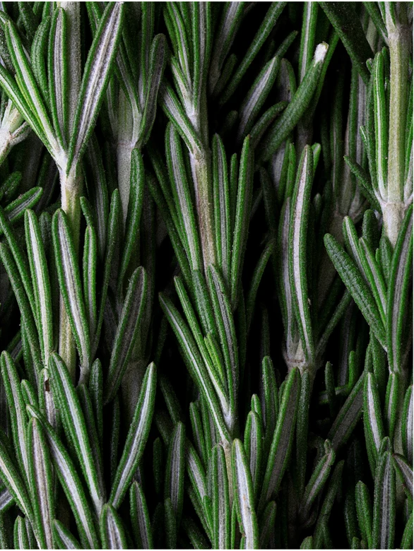 Close-up of fresh rosemary leaves, highlighting the natural ingredient for Deep Cleanse Scalp Scrub Rosemary and Mint.