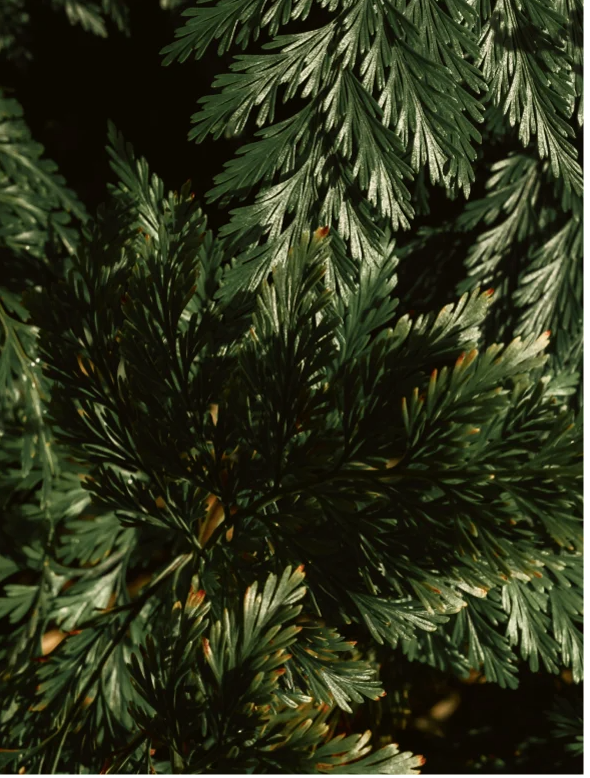 Gloss Shampoo Smoky Green Vetiver ingredients: lush green plant leaves, showcasing natural freshness and purity.