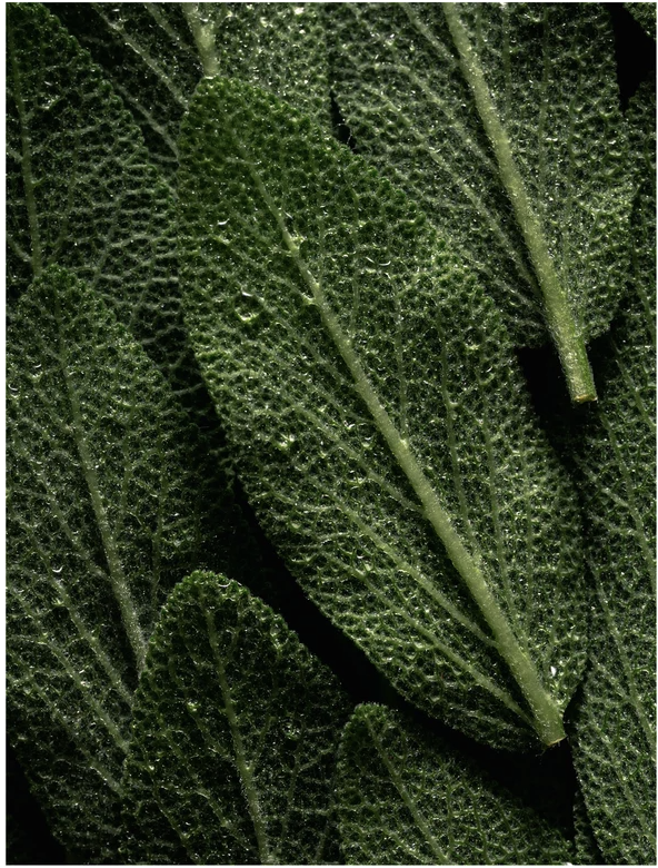 Close-up of fresh green sage leaves with water droplets, showcasing their texture and vibrant color.