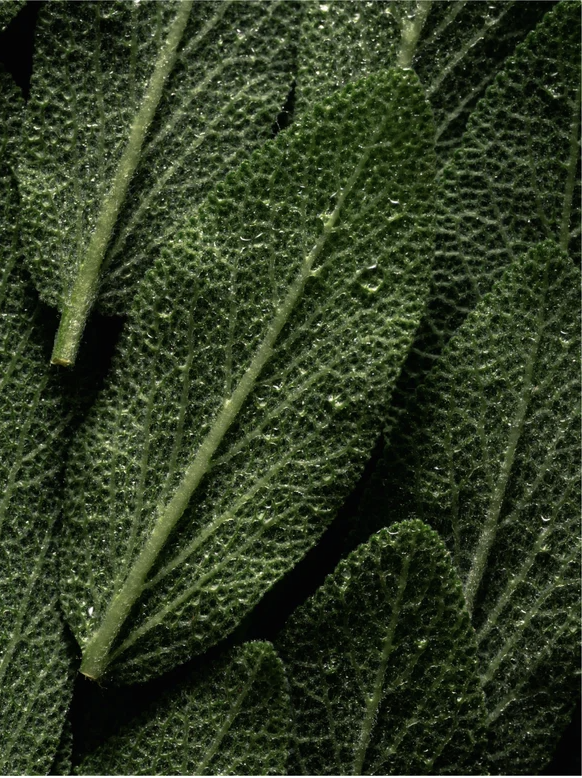 Close-up of fresh green leaves with water droplets, showcasing natural texture and richness.
