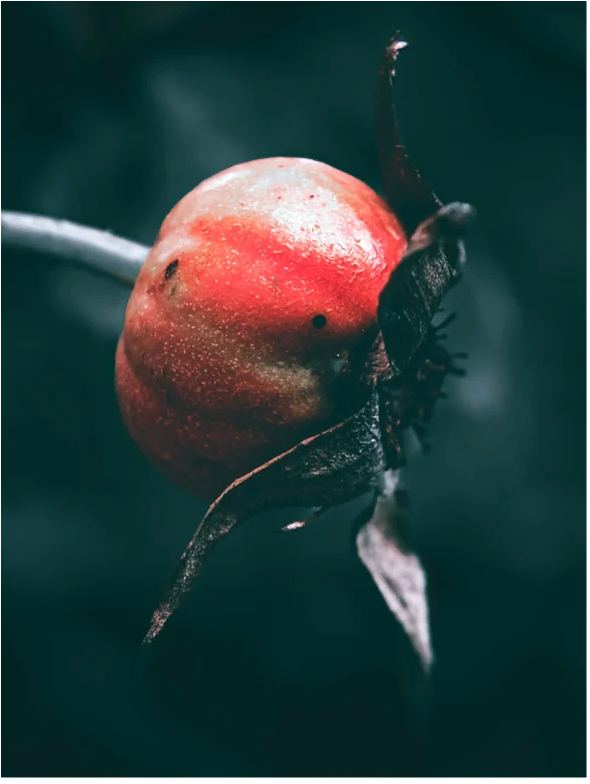 Close-up of a red fruit with a dark background, highlighting its texture and natural colors.