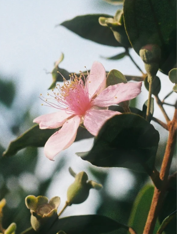 A close-up of a pink flower with delicate petals and small yellow stamens surrounded by green leaves.