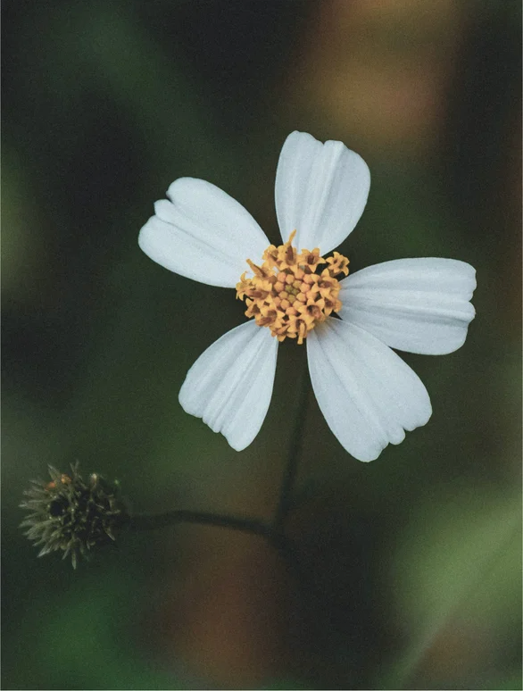 Close-up of a white flower with yellow center, showcasing delicate petals against a blurred dark background.