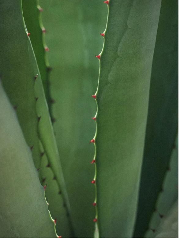 Close-up of textured green aloe vera leaves with red spines, showcasing natural plant beauty.