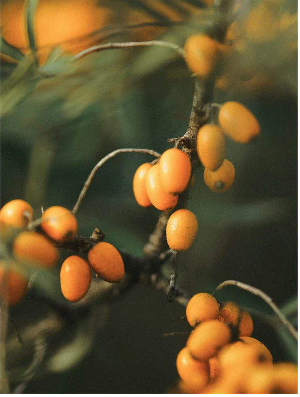 Close-up of orange sea buckthorn berries on branches surrounded by green leaves.