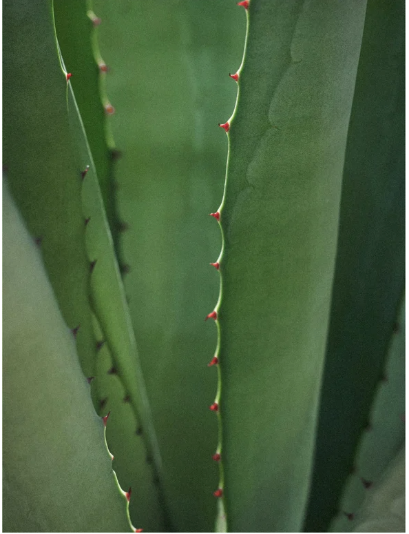 Close-up of aloe vera plant leaves with sharp edges and rich green color, showcasing natural beauty and texture.