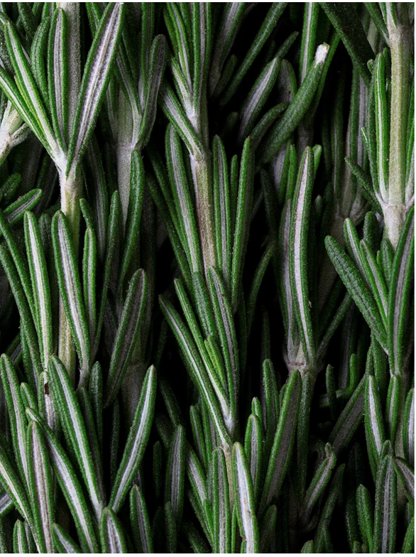 Fresh rosemary leaves used in Rosemary Hair and Scalp Strengthening Oil for natural hair care.