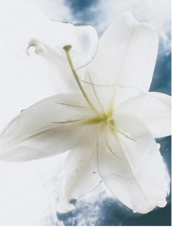 Close-up of a white lily flower with soft petals against a cloudy background.